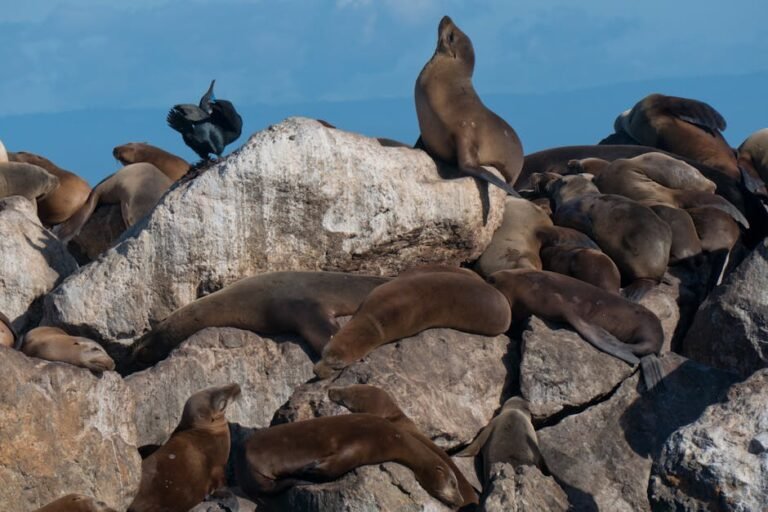 California's Secret Languages: Exploring Animal Communication & AI Innovations