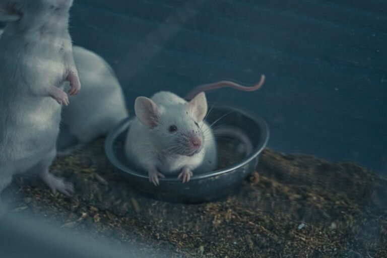 The Universe 25 Experiment: John Calhoun's Terrifying Mouse Utopia and Its Human Parallels
