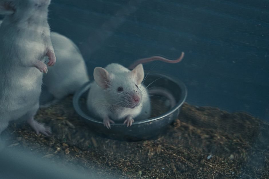 The Universe 25 Experiment: John Calhoun's Terrifying Mouse Utopia and Its Human Parallels