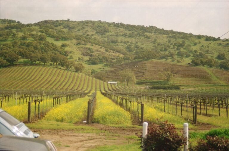 Uncovering Bliss: The Iconic Windows XP Wallpaper's California Roots